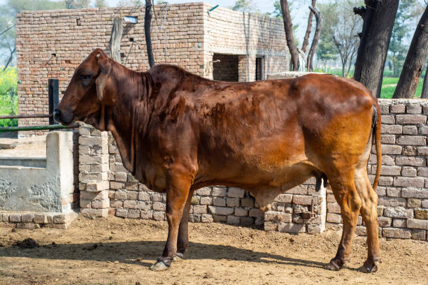 Giống bò Sahiwal