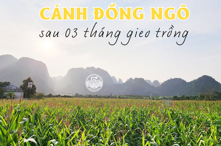 cánh đồng ngô tại hòa bình