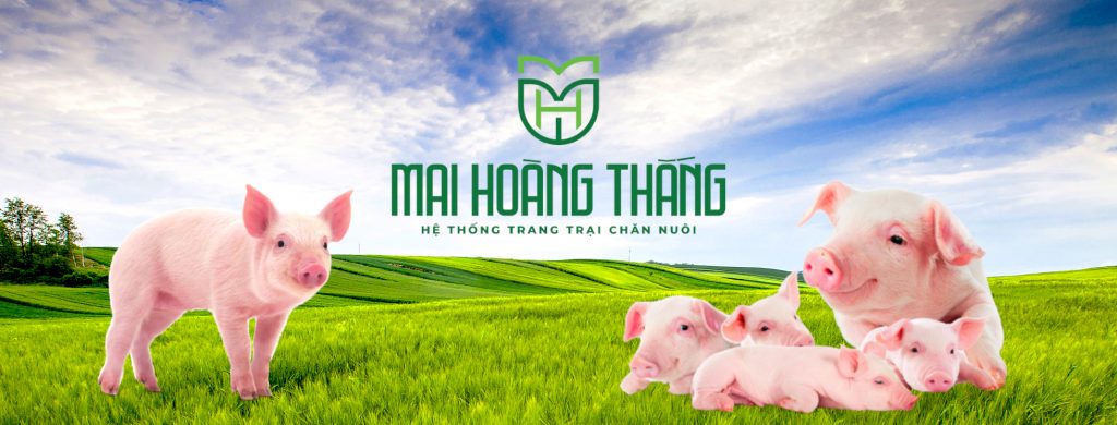 mai hoàng thắng