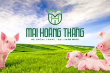 mai hoàng thắng