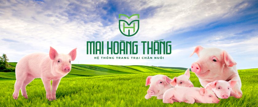 mai hoàng thắng