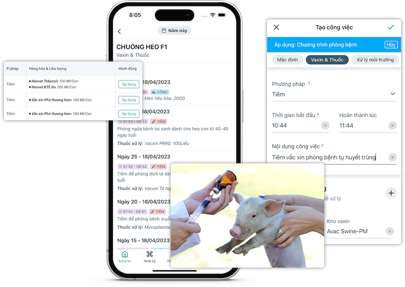 quản lý công việc trong trại heo thịt