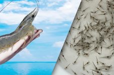 giống tôm thẻ chân trắng