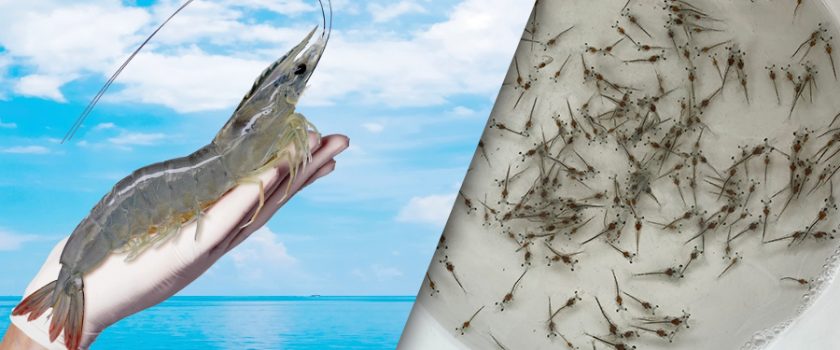 giống tôm thẻ chân trắng