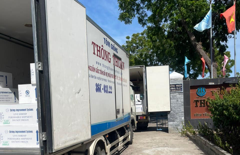tôm giống thông thuận