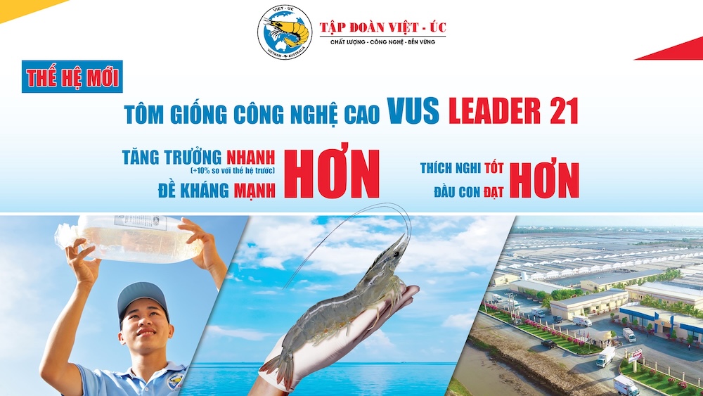 tôm giống việt úc