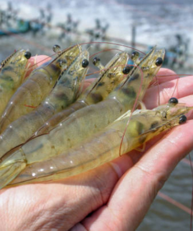 phần mềm nuôi tôm