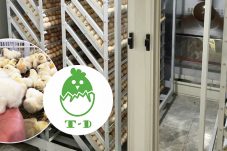 giống gà mía Sơn Tây Tín Dũng
