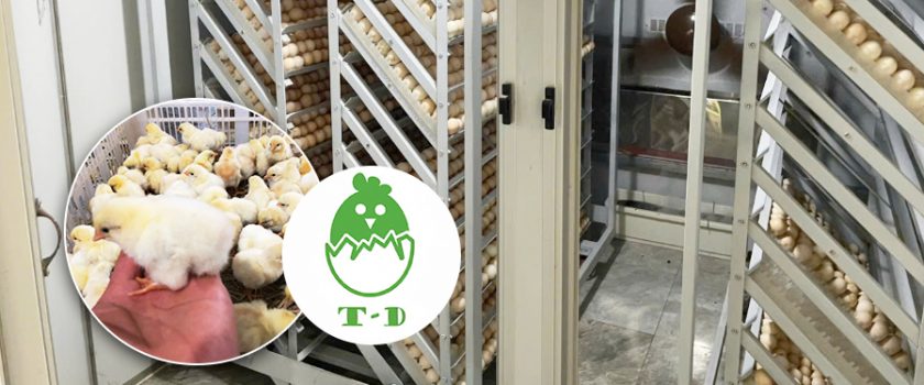 giống gà mía Sơn Tây Tín Dũng