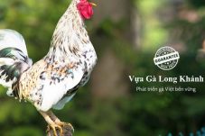 Vựa Gà Long Khánh