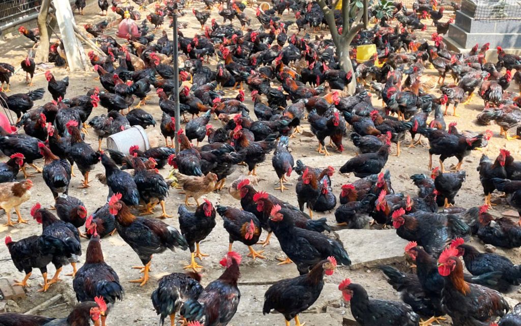 Vườn gà mía sơn tây
