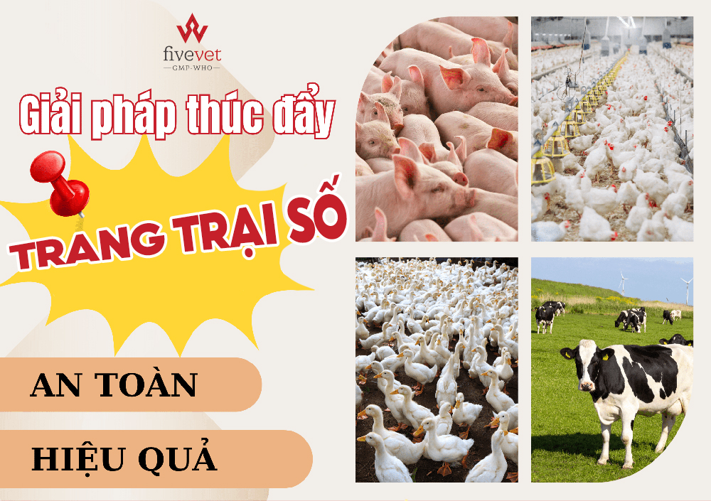 Fivevet chuyển đổi số