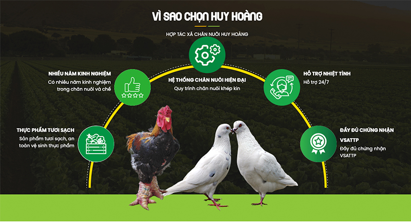 vì sao chọn htx huy hoàng