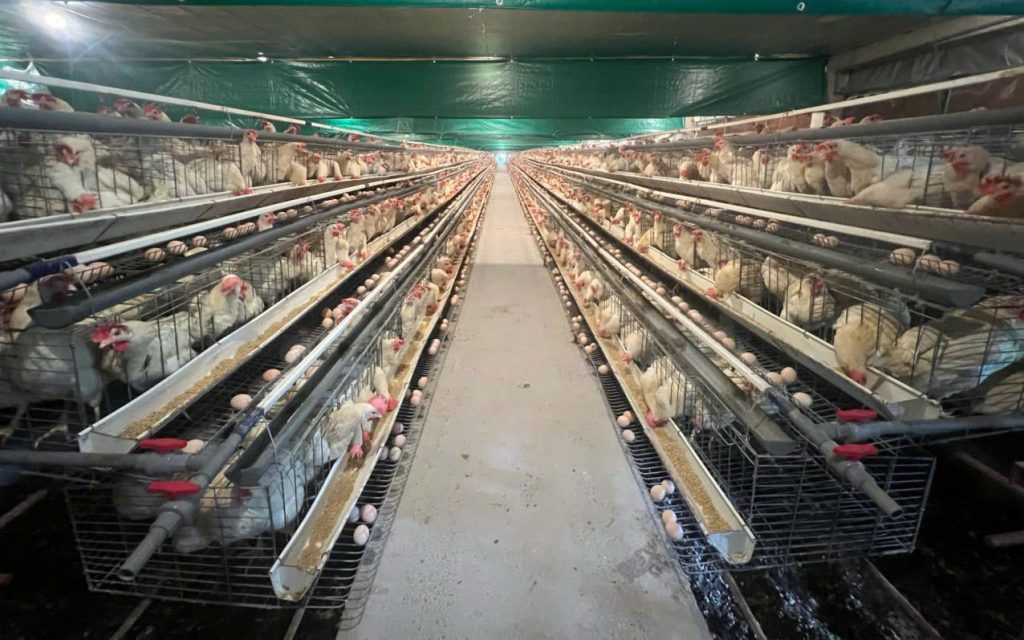 trang trại tiềm anh