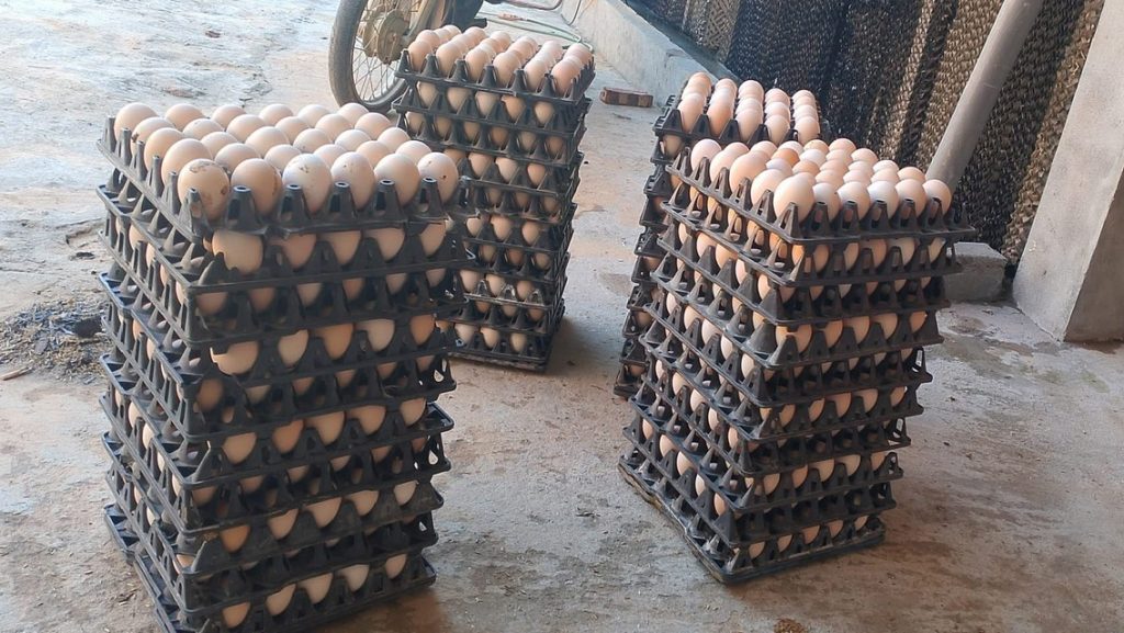 Trứng gà đợi giao cho khách