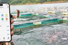 Nuôi cá lồng bè tại Sơn La