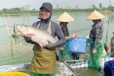 nuôi cá tại xã ứng hòa