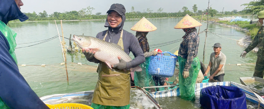 nuôi cá tại xã ứng hòa