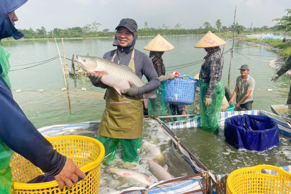 cá trắm tại xã ứng hòa