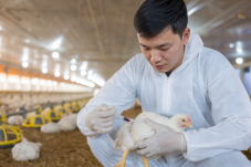 Kỹ thuật viên lấy mẫu máu gà thịt trong trại phục vụ chăn nuôi gà chính xác