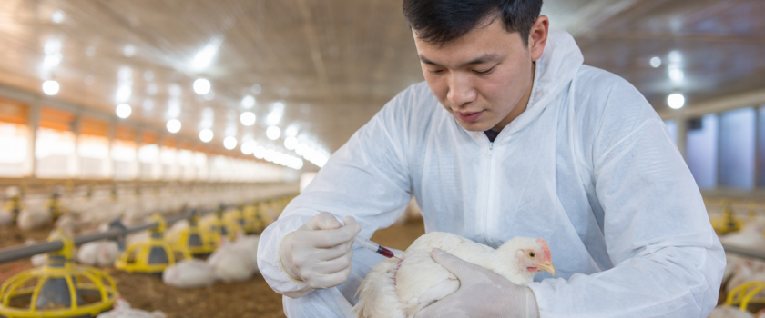 Kỹ thuật viên lấy mẫu máu gà thịt trong trại phục vụ chăn nuôi gà chính xác