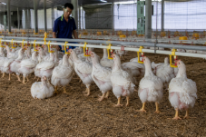 Đàn gà thịt uống nước tại đường núm uống trong chuồng nuôi, minh họa quản lý nước uống cho gà