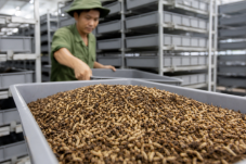 Ấu trùng ruồi lính đen trong khay nuôi công nghiệp minh họa cho phúc lợi côn trùng
