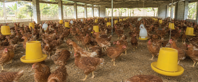 Phúc lợi động vật trong chuồng nuôi gà thông thoáng, ảnh minh họa