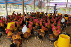 Đàn gà thịt lông màu trong chuồng nuôi thông thoáng, minh họa lysine cho gà thịt giai đoạn 43 đến 84 ngày. Ảnh minh họa