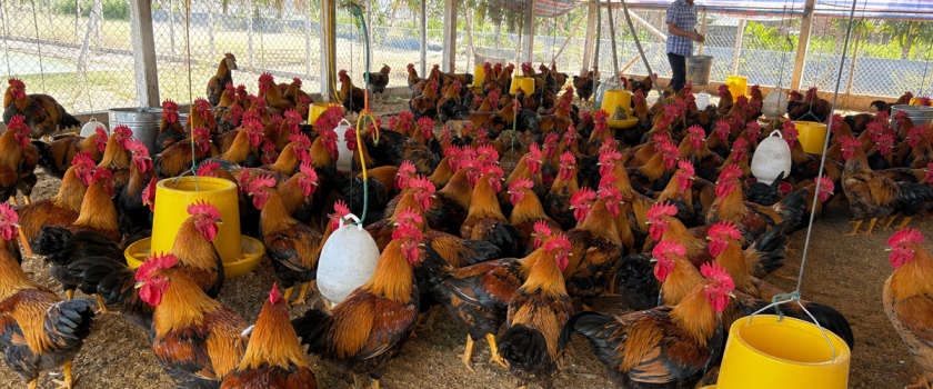 Đàn gà thịt lông màu trong chuồng nuôi thông thoáng, minh họa lysine cho gà thịt giai đoạn 43 đến 84 ngày. Ảnh minh họa