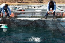 Ảnh FAO GLOBEFISH về thương mại tại các quốc gia xuất khẩu cá