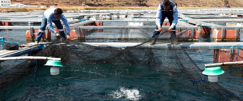 Ảnh FAO GLOBEFISH về thương mại tại các quốc gia xuất khẩu cá