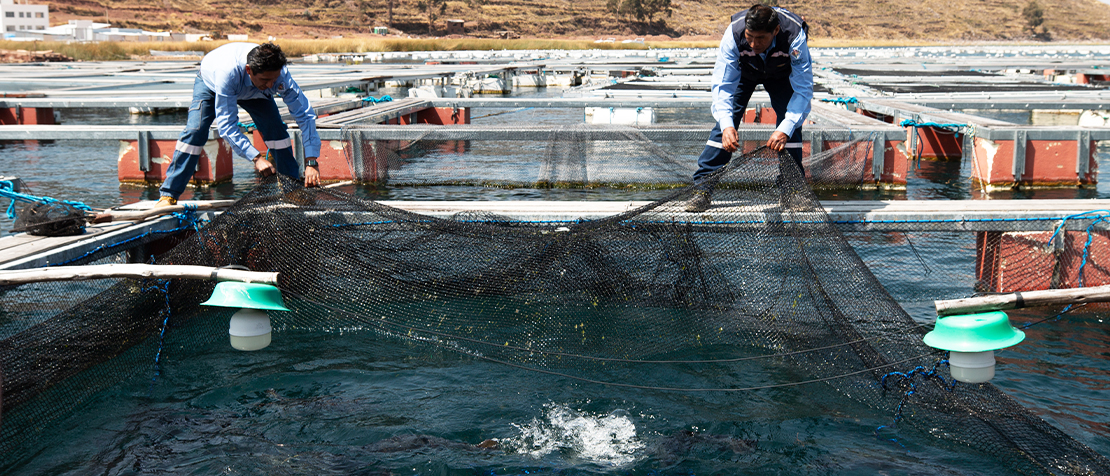 Ảnh FAO GLOBEFISH về thương mại tại các quốc gia xuất khẩu cá