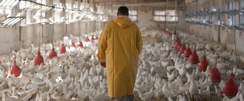 Chăm sóc đàn gà trong chuồng nuôi