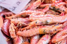 Tôm trong tài liệu FAO GLOBEFISH về các quốc gia xuất khẩu tôm