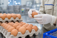 Trứng gà Việt Nam nhiễm Fipronil, ảnh minh họa khâu kiểm tra trứng tại cơ sở đóng gói