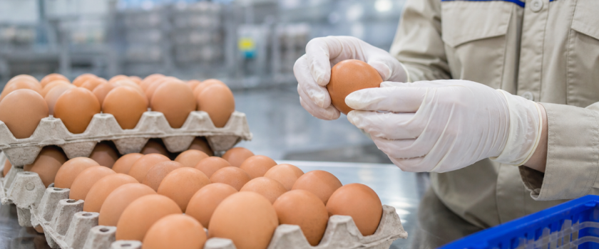 Trứng gà Việt Nam nhiễm Fipronil, ảnh minh họa khâu kiểm tra trứng tại cơ sở đóng gói