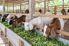 Đàn dê ăn thức ăn xanh trong chuồng thông thoáng, minh họa chăn nuôi theo tiêu chuẩn Halal. Ảnh minh họa