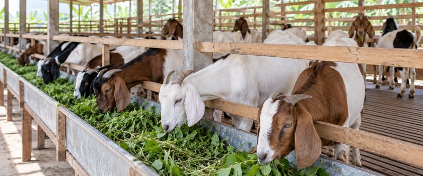 Đàn dê ăn thức ăn xanh trong chuồng thông thoáng, minh họa chăn nuôi theo tiêu chuẩn Halal. Ảnh minh họa