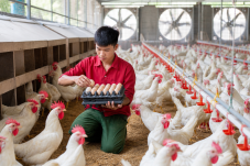 Chuyển đổi số ngành trứng tại trại gà đẻ nuôi nền có quạt hút và máng uống tự động