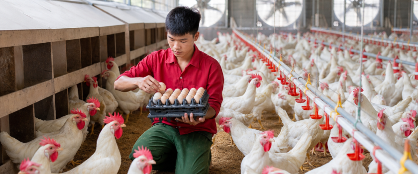 Chuyển đổi số ngành trứng tại trại gà đẻ nuôi nền có quạt hút và máng uống tự động