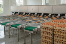 Dây chuyền máy phân loại trứng bằng inox với băng tải đưa trứng gà vào các làn theo trọng lượng. Ảnh minh họa