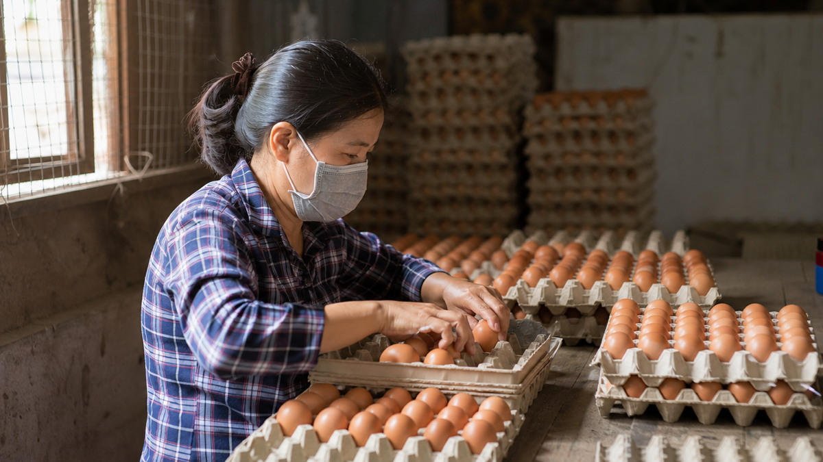 Công nhân trại gà đẻ lựa và xếp trứng bằng tay vào khay giấy trong kho trứng. Ảnh minh họa
