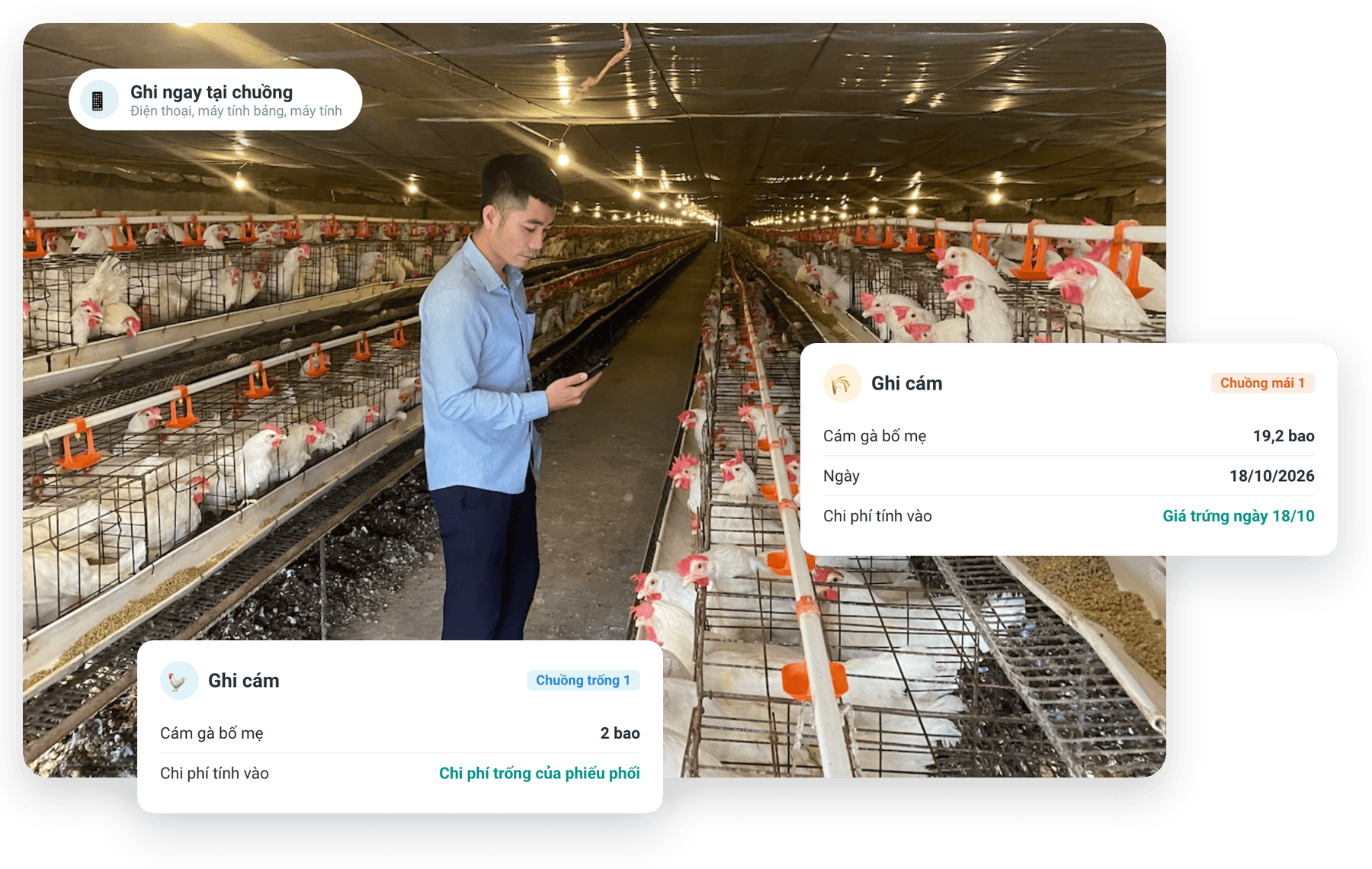 Ghi cám chuồng mái, chuồng trống ngay tại trại gà bố mẹ