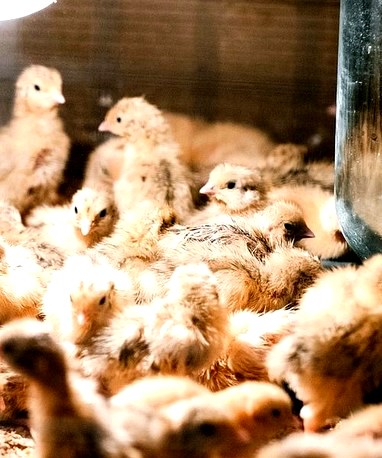 phần mềm quản lý cơ sở ấp nở