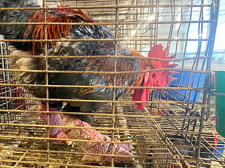 phần mềm quản lý gà bố mẹ
